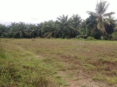 Tanah Sawit MCL Kampung Tehel Jasin