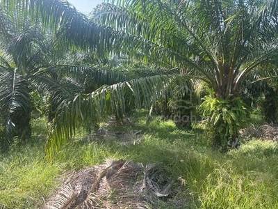Terengganu Dungun rasau agriculture land RM65k per acre