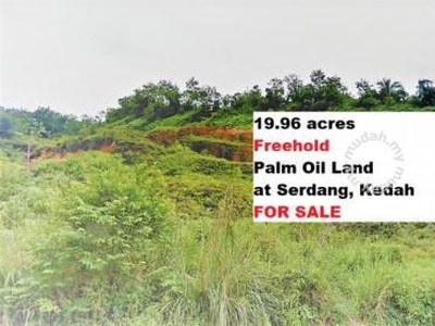 19++ acres FREEHOLD Palm Oil Land at Serdang, Kedah | FOR SALE