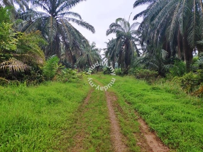 2.65Acres of Palm Oil Land in Pinang Tunggal For Sale