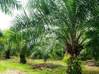 356 Acres Oil Palm Garden For Sale Jerantut Pahang Freehold Land