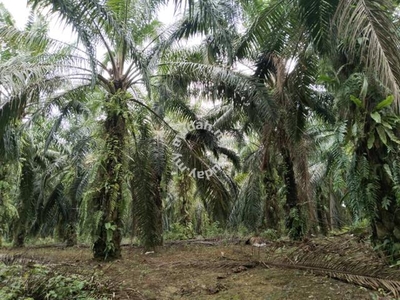5.11 acres Palm oil Land at Batu Gajah ,Perak