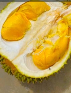 6.7 Acres Musang King Durian Land Jelebu Simpang Pertang Sembilan