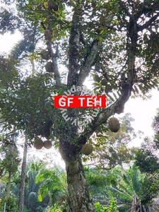 7.373 acres Old Durian Tree | Sungai Duri | KEDAH | 7 p s f