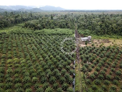 Bedong Area Agricultural Land For Sale
