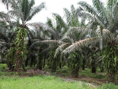 Bukit Selambau Agriculture Land Oil Palm Tree For Sale