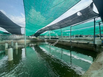 Fishing Farm @ Bedong Kedah 27000sf FISH FARM SYSTEM ALL READY Cheap !