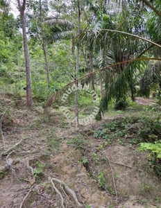 Freehold 3.9 Ekar Tanah Kebun Getah Mukim Nyalas Jasin Melaka