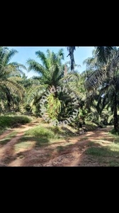 Freehold Agriculture Land For Sale At Kuala Pilah,Negeri Sembilan