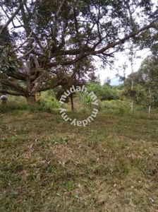 Freehold land for sale mukim sabai and district of bentong