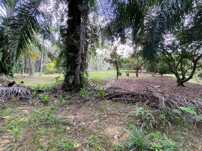 Gambang 1 ekar kelapa sawit land for sale