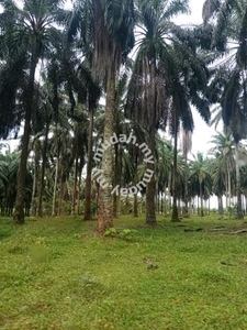 Sungai Tawar, Kedah, Oil Palm Farm, Industrial Zone near Highway