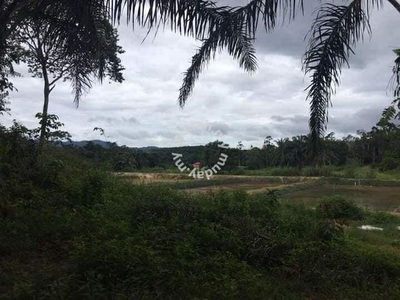 Kebun Kelapa Sawit, Kg Merbuk, Karangan Kulim Kedah