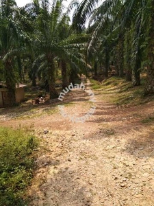 Kelapa Sawit Tanah Untuk DIJUAL Tawar Kedah Land