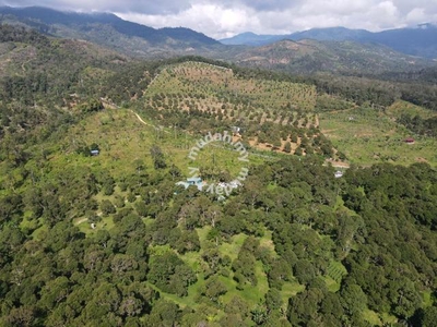 Musang King Durian Orchard Resort Raub for sale 48 Acres Free Hold