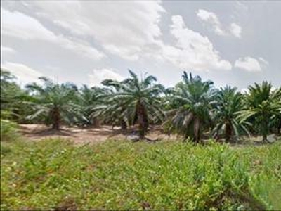 Negeri Sembilan Kuala Pilah Jelai 524 Acres Palm Oil Land for SALE ‼️
