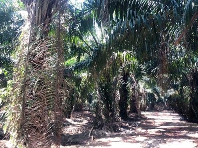 Negeri Sembilan Tampin Gemenchen 110 Acres Palm Oil Land for SALE