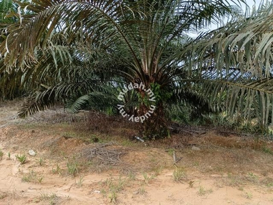 Oil Palm Estate | Telupid