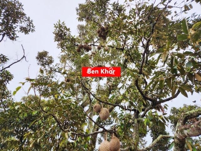 OLd mountain Durian FARM | Ulu Sg Kechik| KEDAH