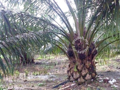 Pahang Kuala Lipis Penjom 5400 acres Palm Oil Plantation Land SALE