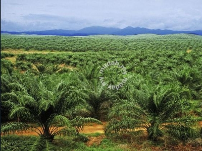 Palm Oil Estate Kudat