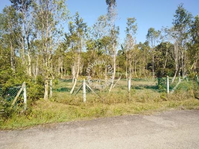 Pokok Gaharu di Nusa Dusun