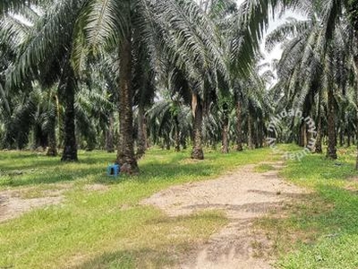 Semeling Agricultural ( Palm oil ) Land for sale