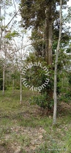 Tanah Pertanian Getah Kampung Som Hulu Cheka Jerantut
