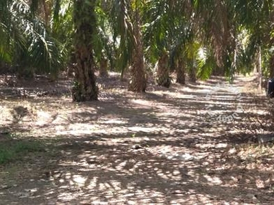 Tanah Sangat Sesuai Untuk Buat Rumah 2.1 Ekar 6 KM Dari Pekan Bahau