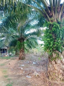 Terengganu Setiu Tasik FREEHOLD 196 acres Palm Oil Land For Sale