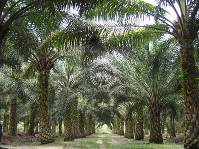 Palm oil estate / Lahad Datu