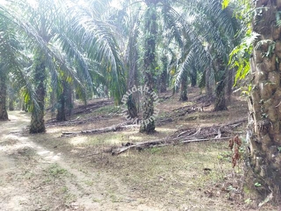 4.8 acre Oil palm land for sale