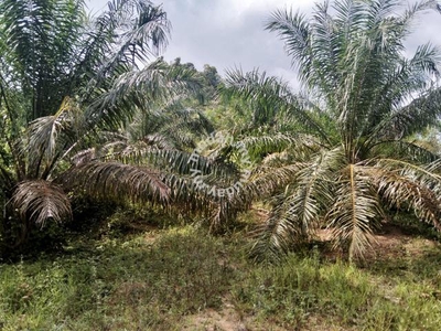 7.531 Acres Oil Palm Land for sale in Sungai Siput, Perak