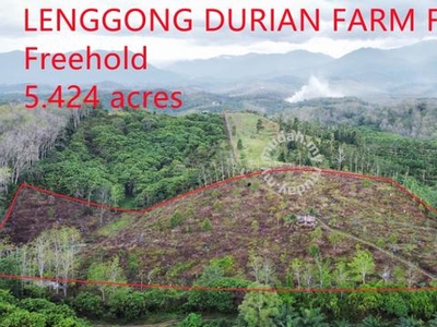 Lenggong Ayer Kala 5.424 acres durian farm only 1 acre 100k