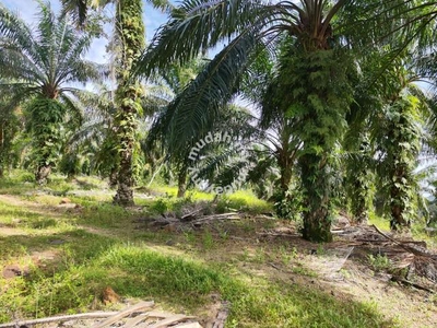 LUKUT 9 Acre Palm Oil Land (Residential Zoning)