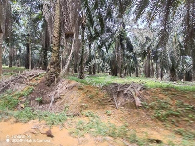 Pahang Maran Luit Seri Jaya 750 acre Empty Land SALE Beside Inner Road