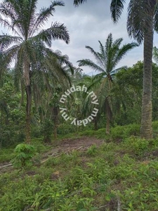 Tanah kelapa sawit untuk dijual